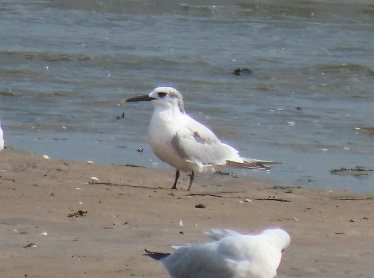 rybák severní - ML641987348