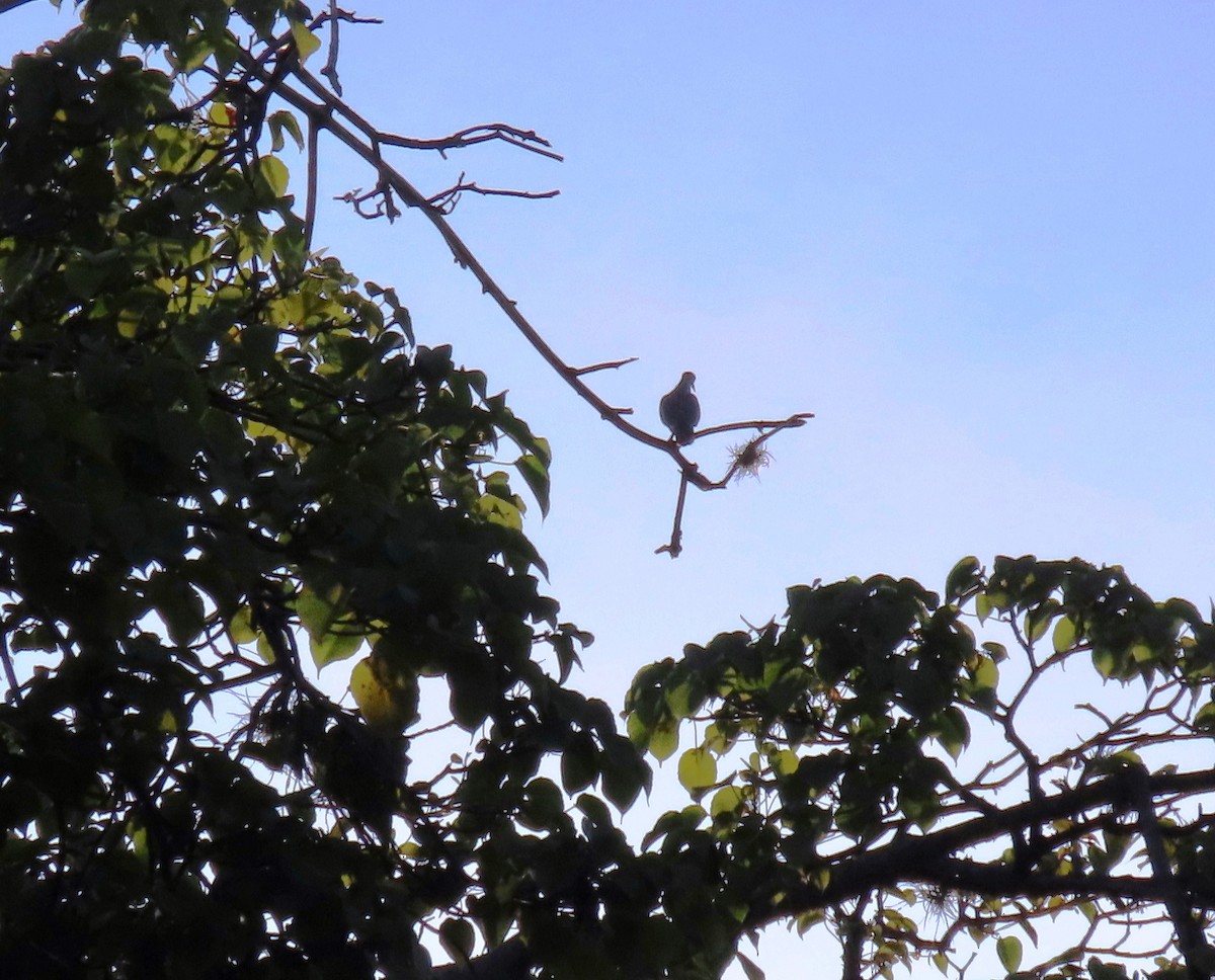 Pale-vented Pigeon - ML641987352