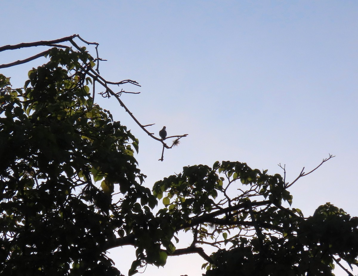 Pale-vented Pigeon - ML641987353