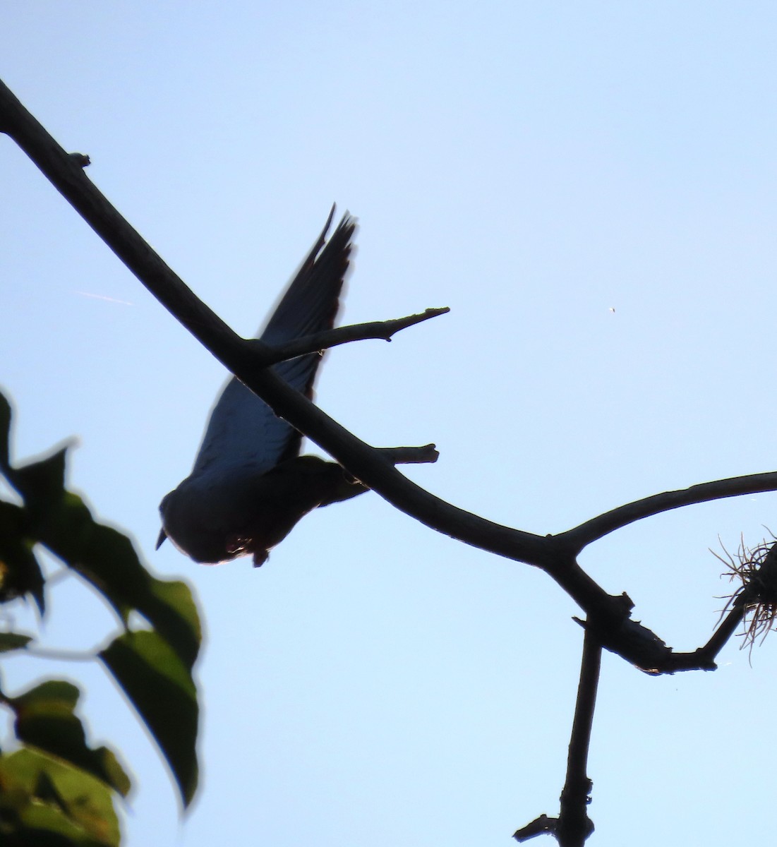 Pale-vented Pigeon - ML641987354