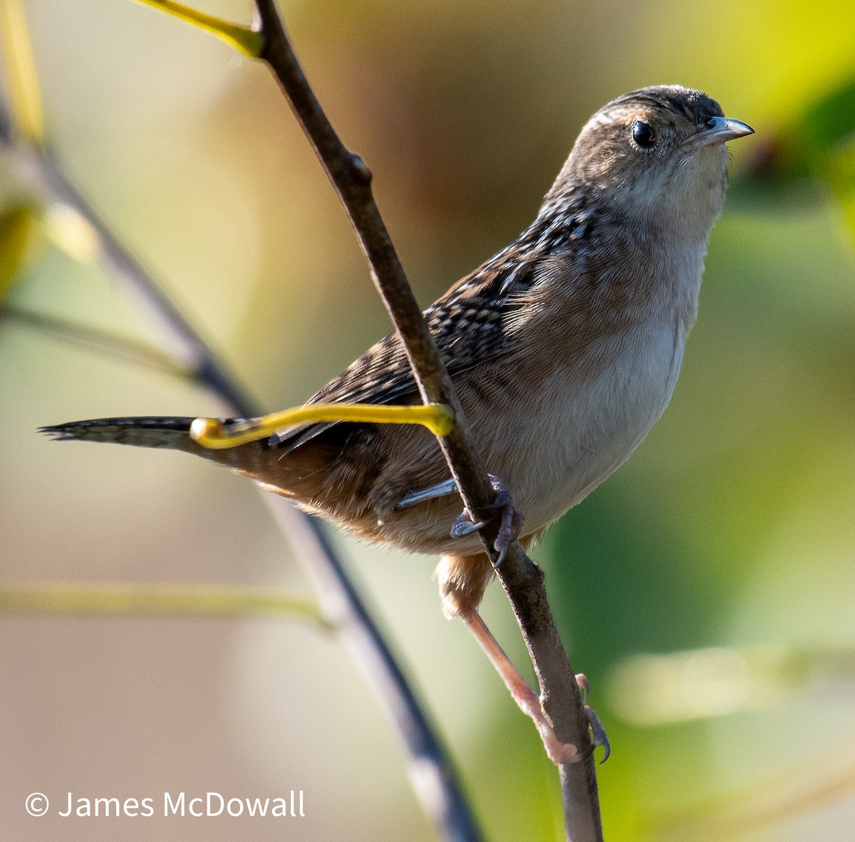 Sedge Wren - ML641987356