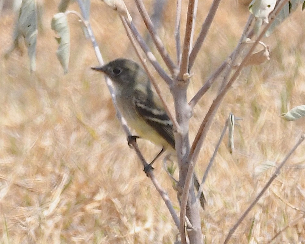 Least Flycatcher - ML641987358