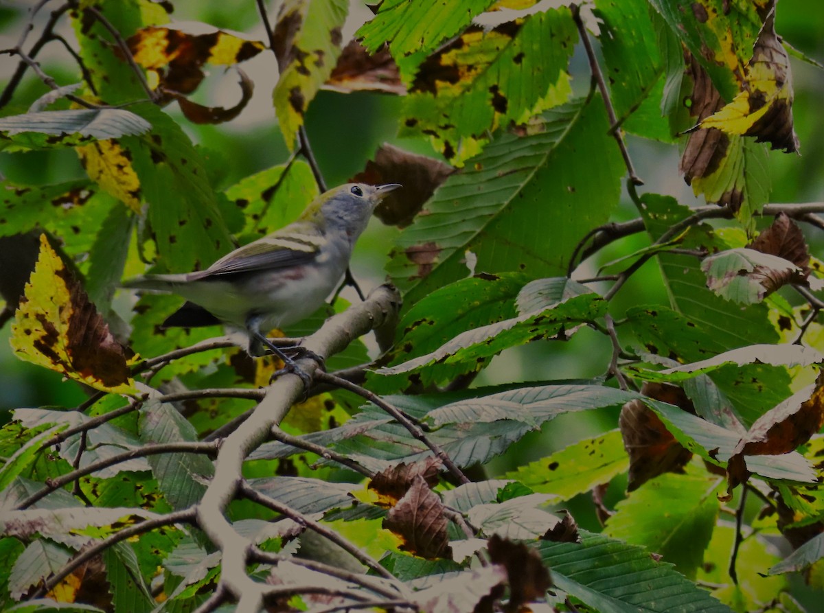 Chestnut-sided Warbler - ML641987367