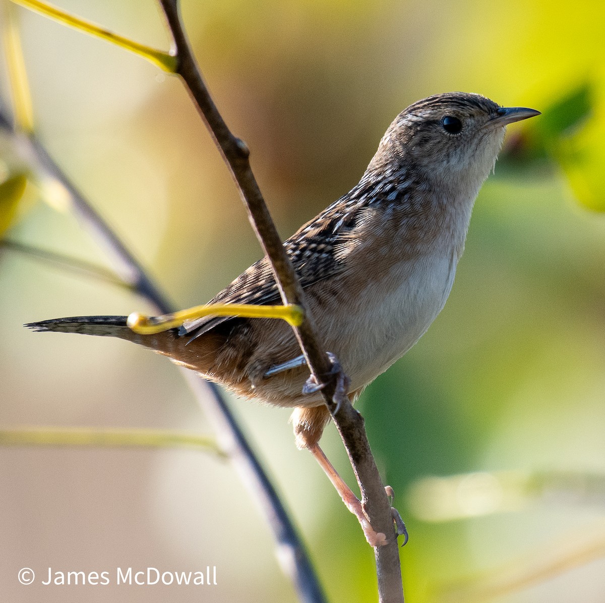 Sedge Wren - ML641987383