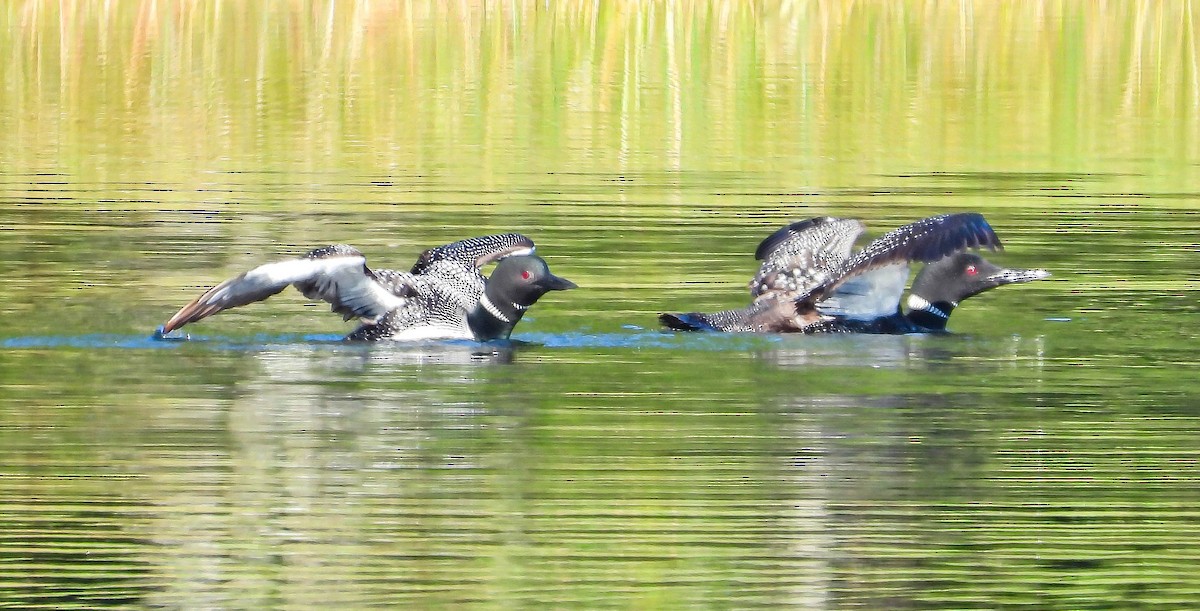 Common Loon - ML641987385