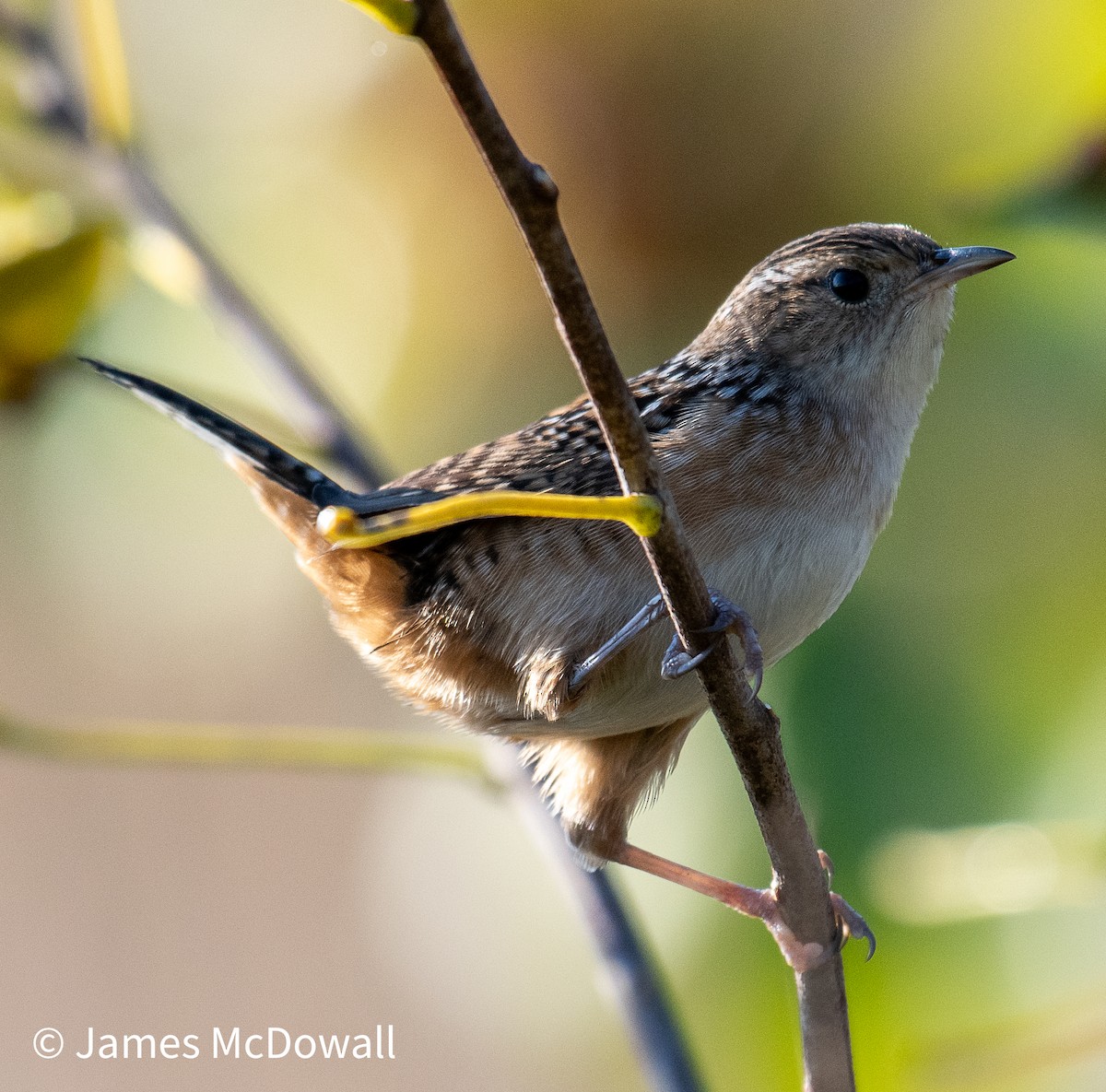 Sedge Wren - ML641987429