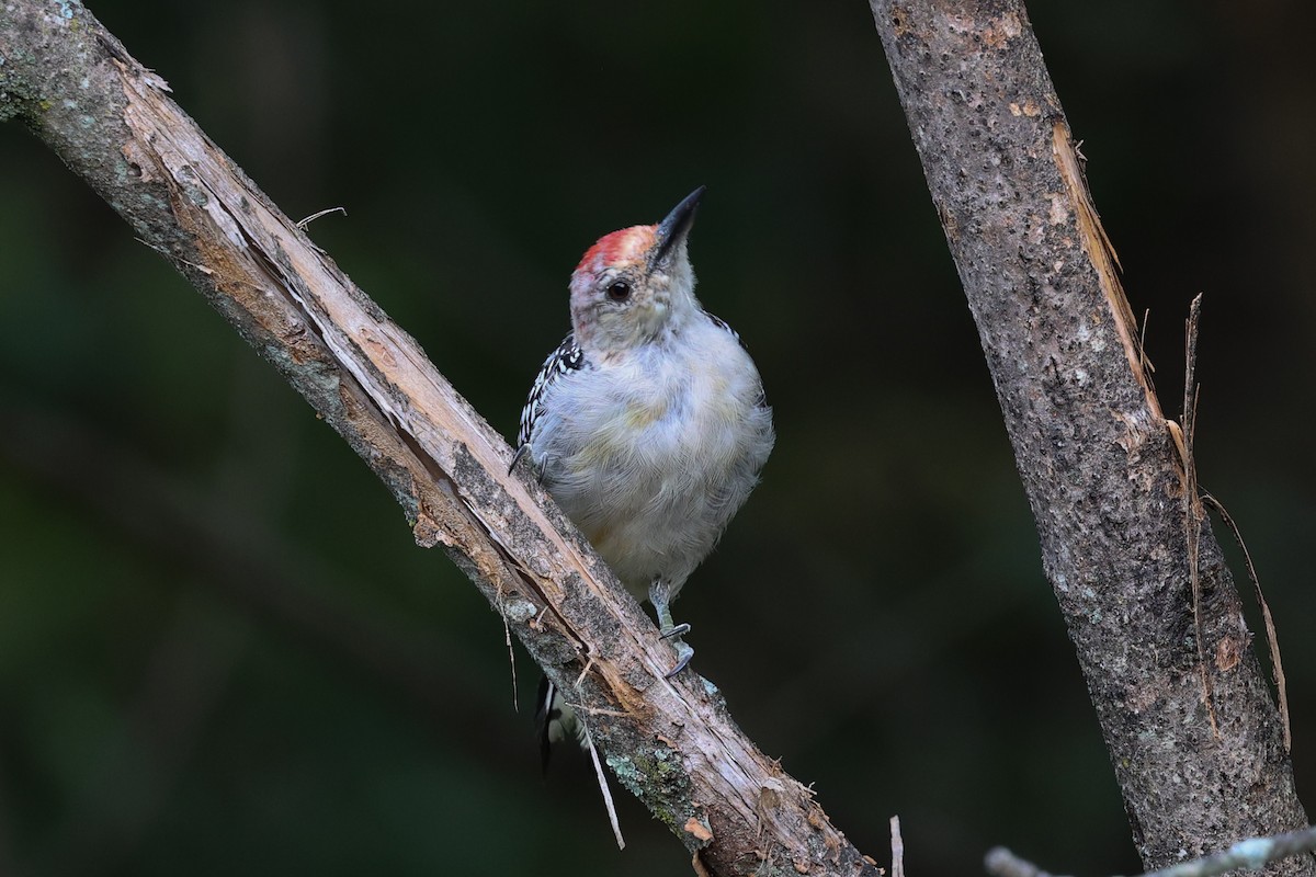 Red-bellied Woodpecker - ML641987431