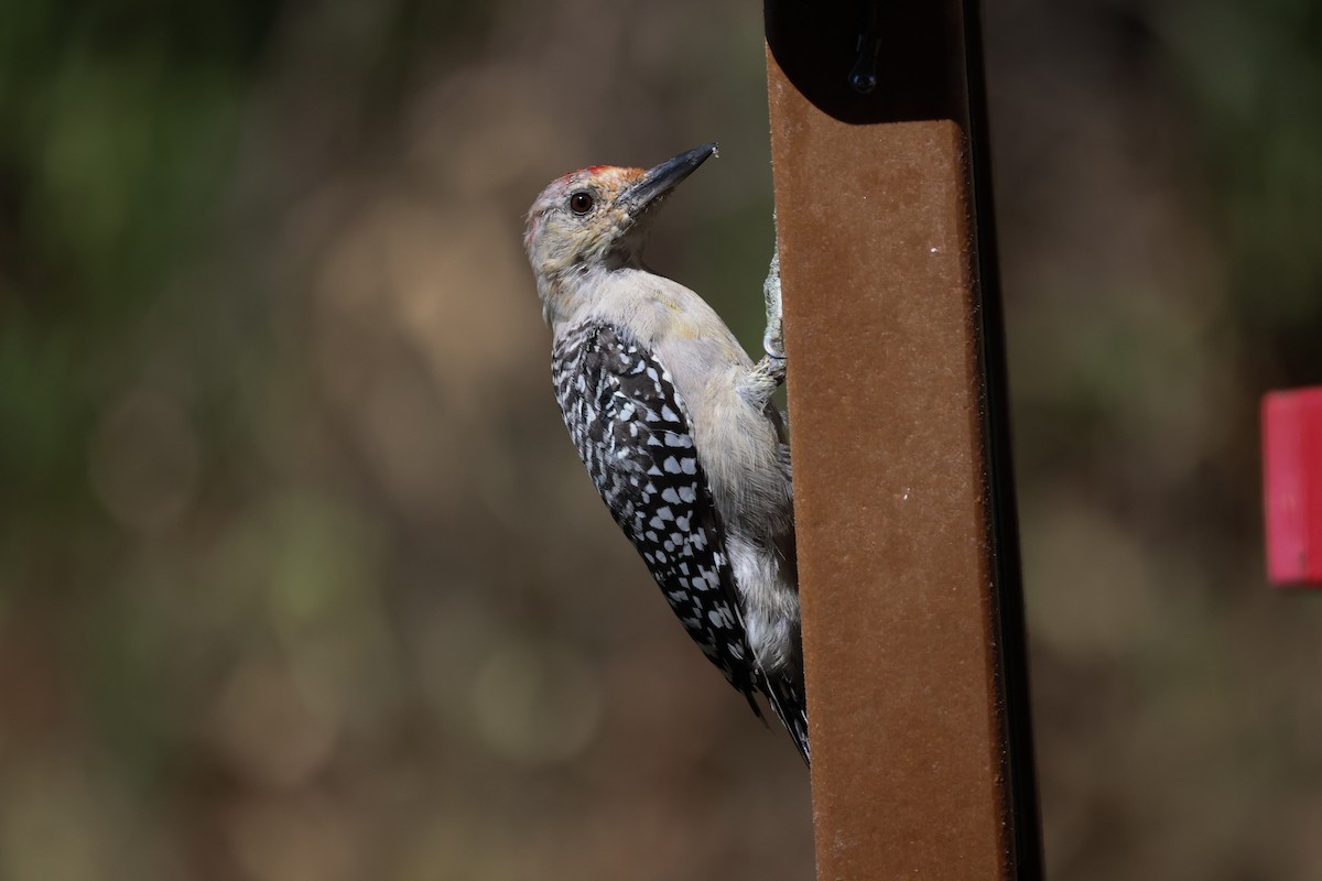Red-bellied Woodpecker - ML641987432