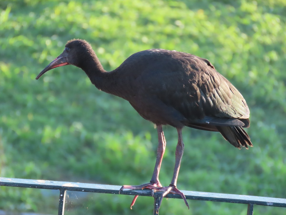 Ibis Afeitado - ML641987437