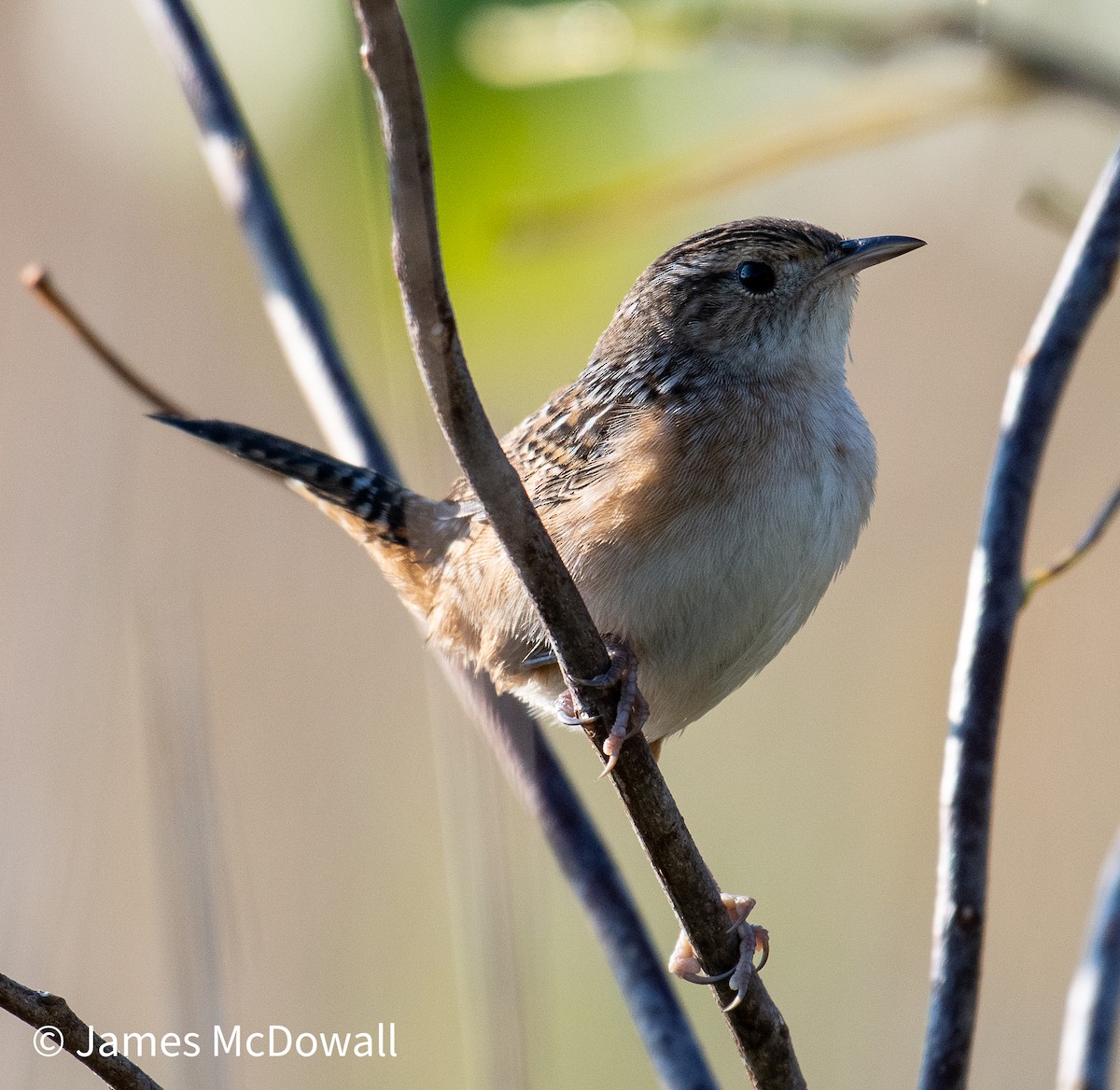 Sedge Wren - ML641987441