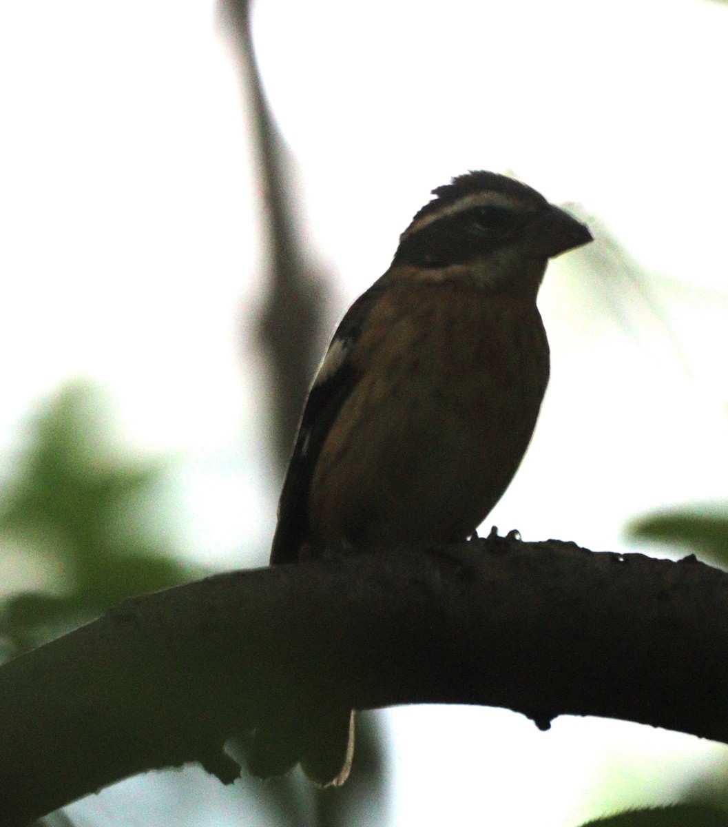 Rose-breasted Grosbeak - ML641987446