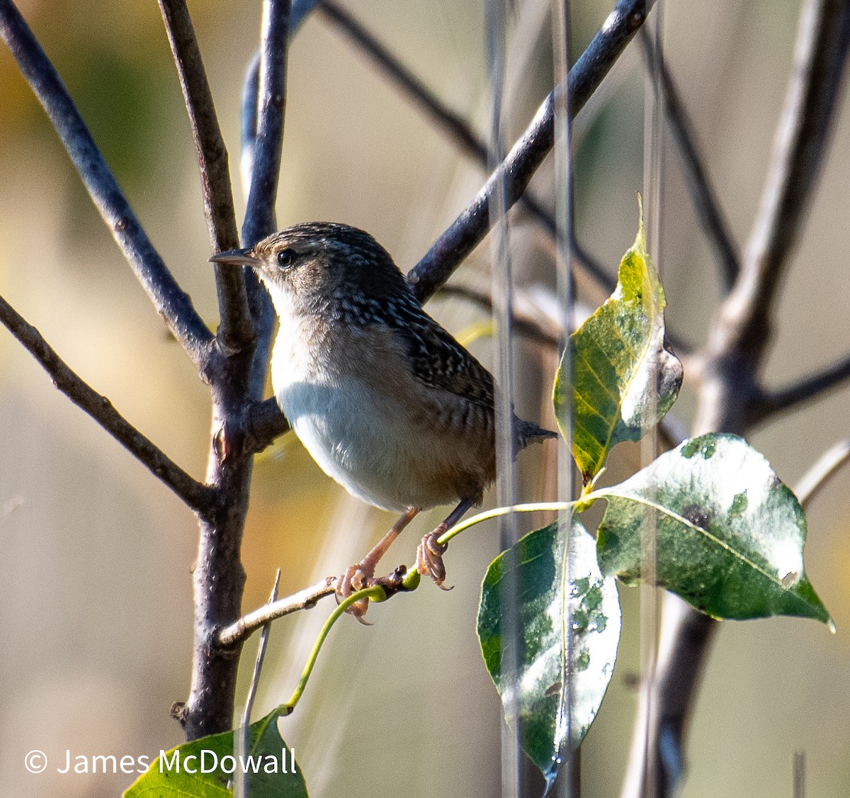 Sedge Wren - ML641987457
