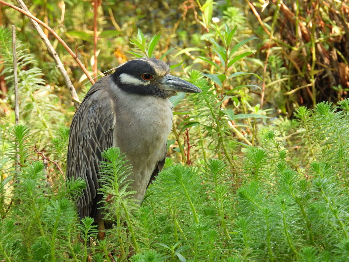 Yellow-crowned Night Heron - ML641987458