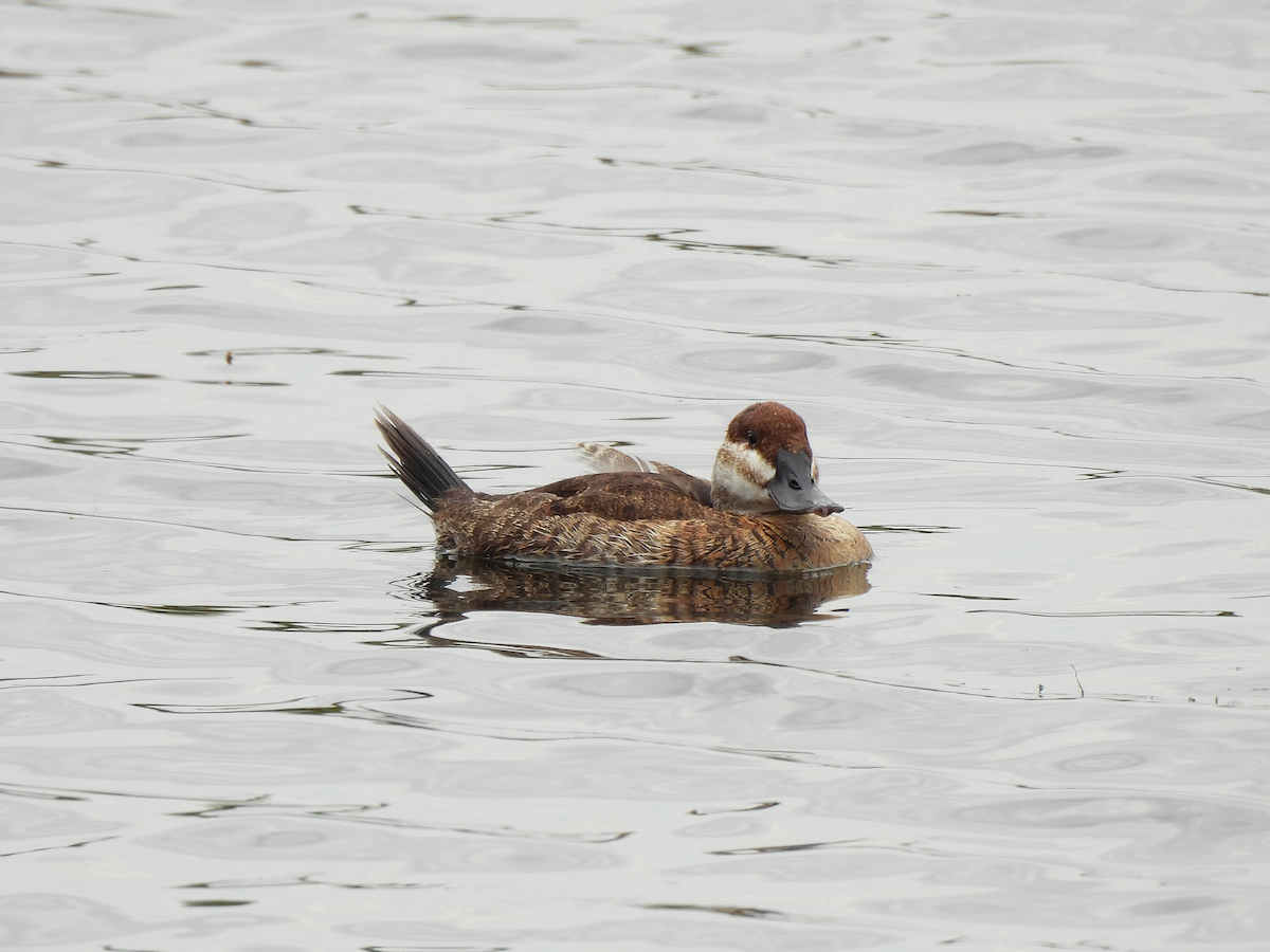 Ruddy Duck - ML641987467