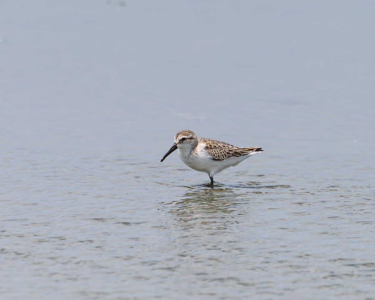 Bécasseau d'Alaska - ML641987471