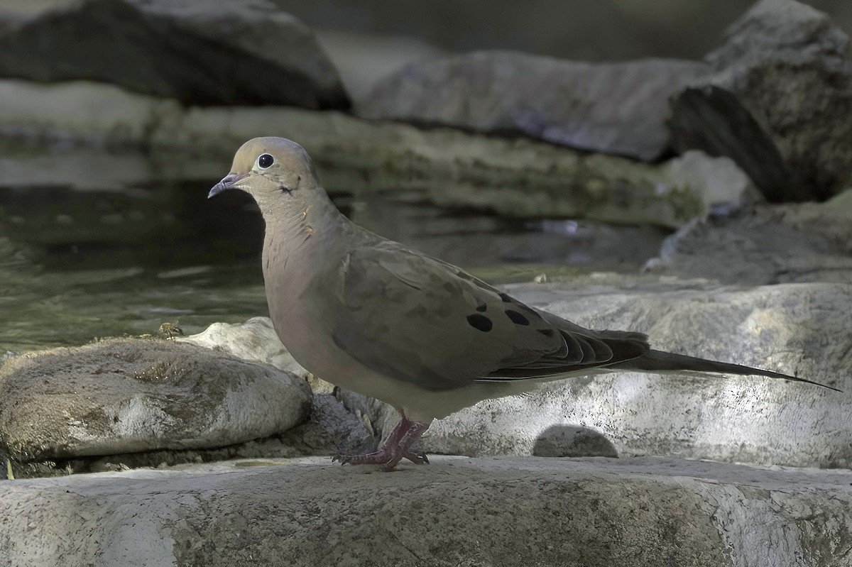 Mourning Dove - ML641987473