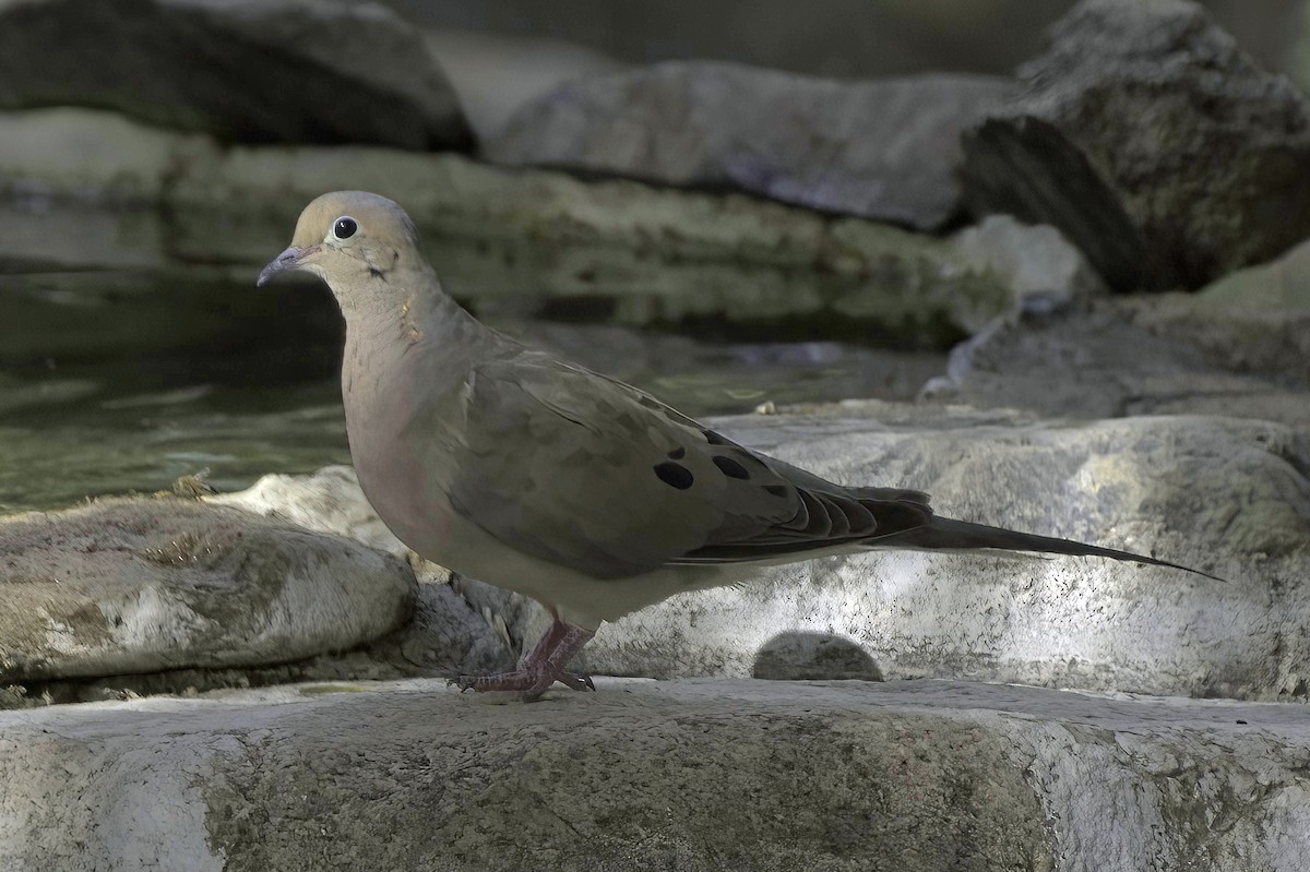 Mourning Dove - ML641987474