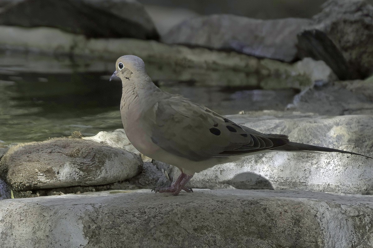 Mourning Dove - ML641987475