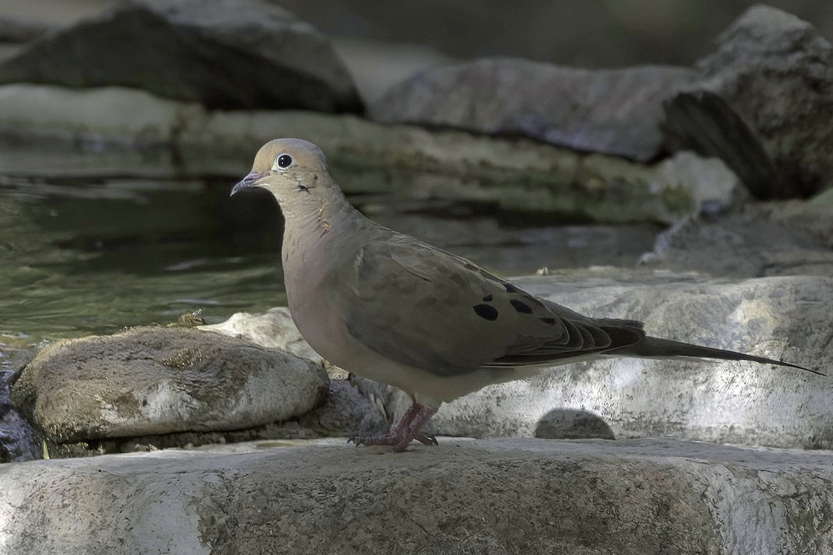 Mourning Dove - ML641987476