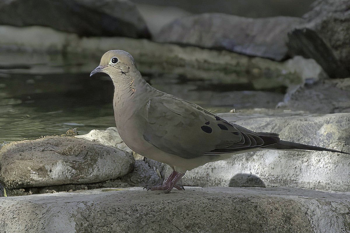 Mourning Dove - ML641987478