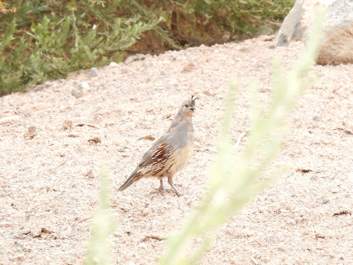 Gambel's Quail - ML641987507