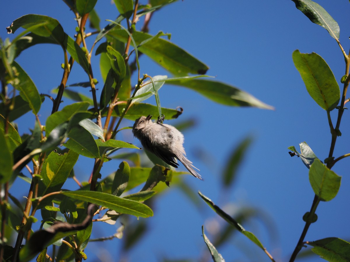 Bushtit - ML641987512