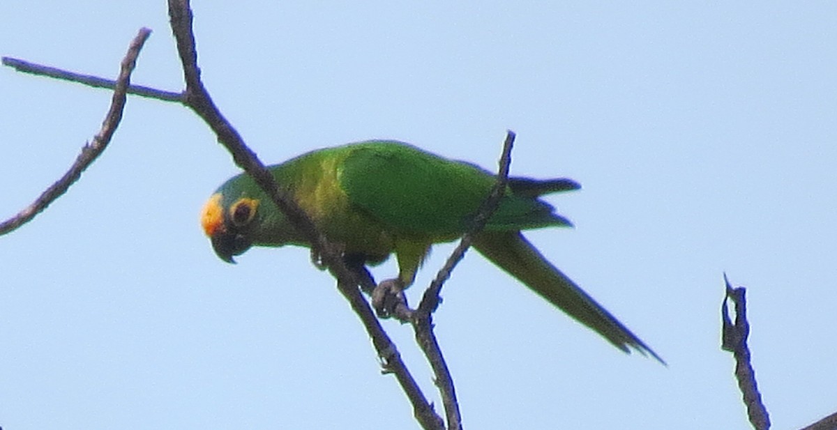 gullpanneparakitt - ML641987533