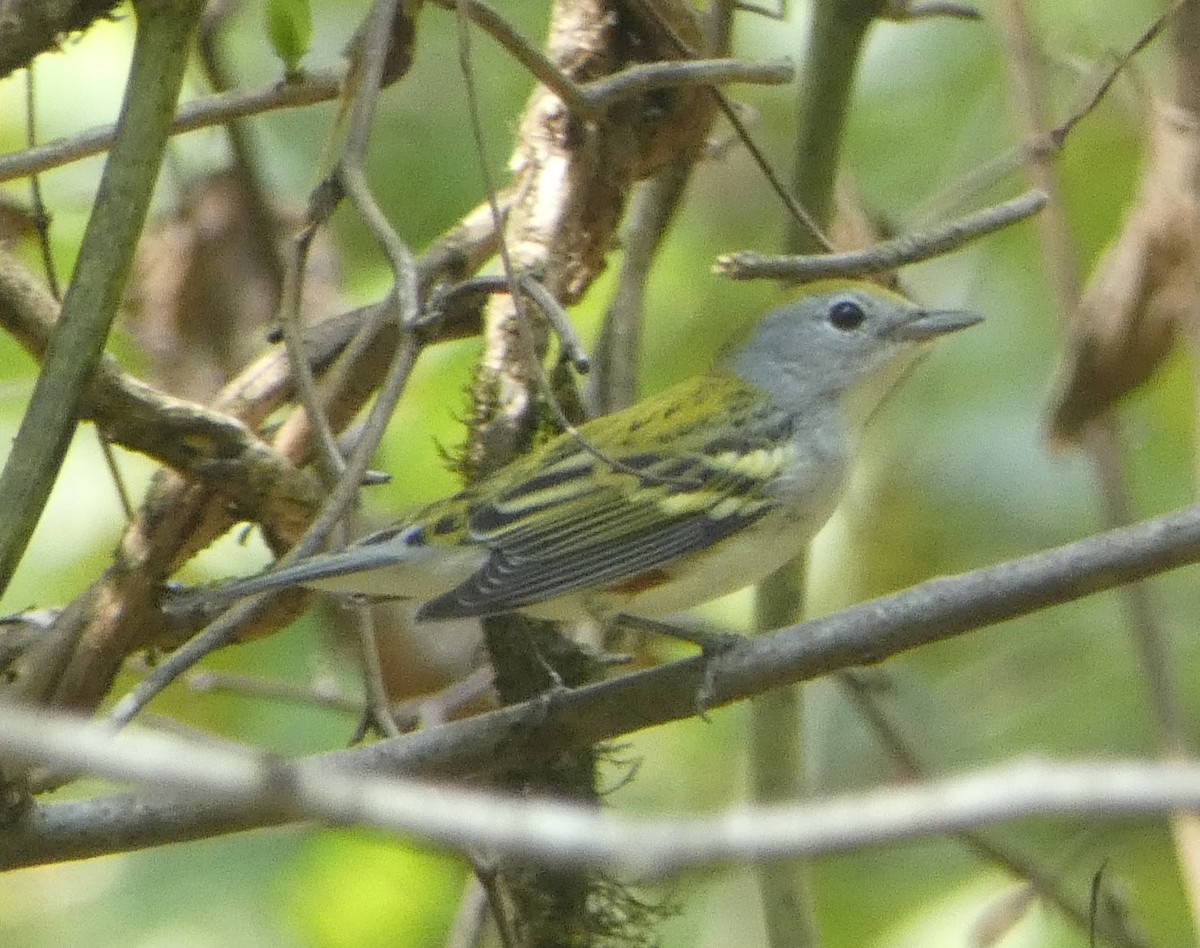 Chestnut-sided Warbler - ML641987564