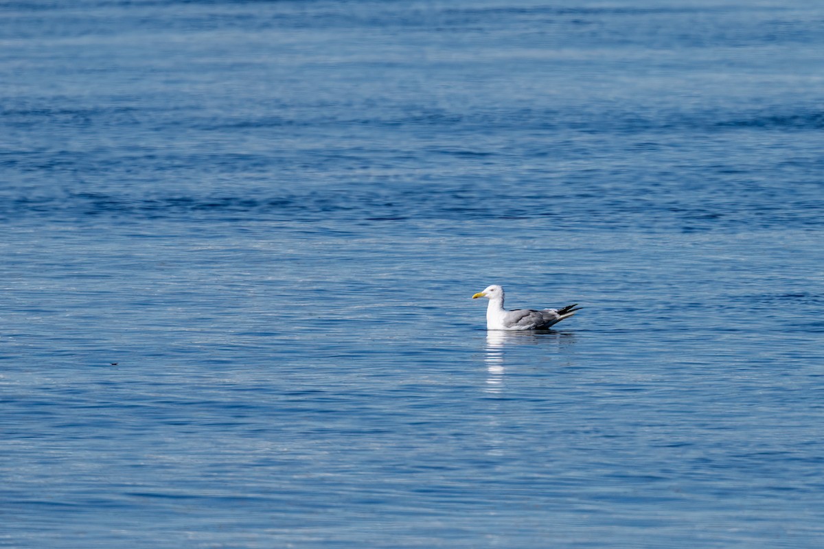 American Herring Gull - ML641987570
