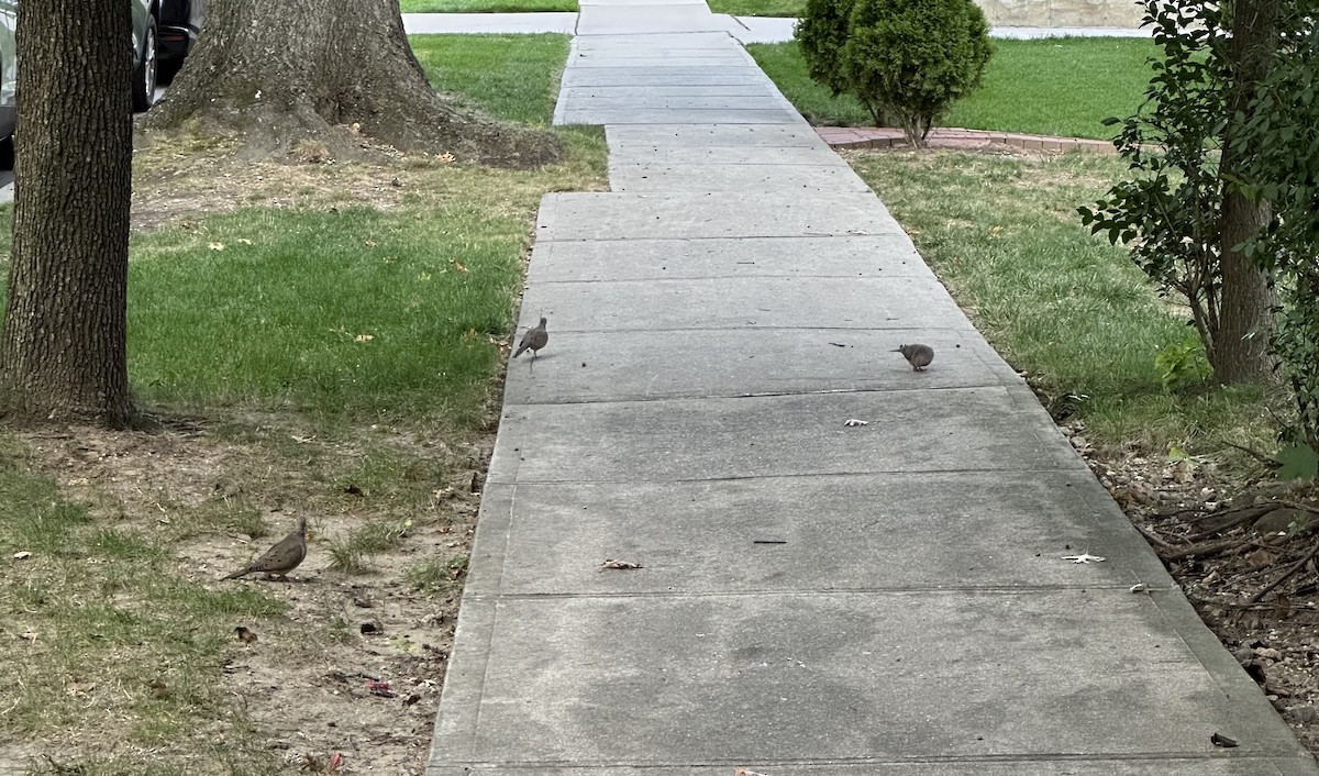 Mourning Dove - ML641987576