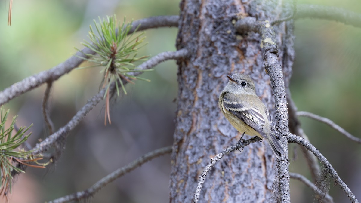 Hammond's Flycatcher - ML641987592