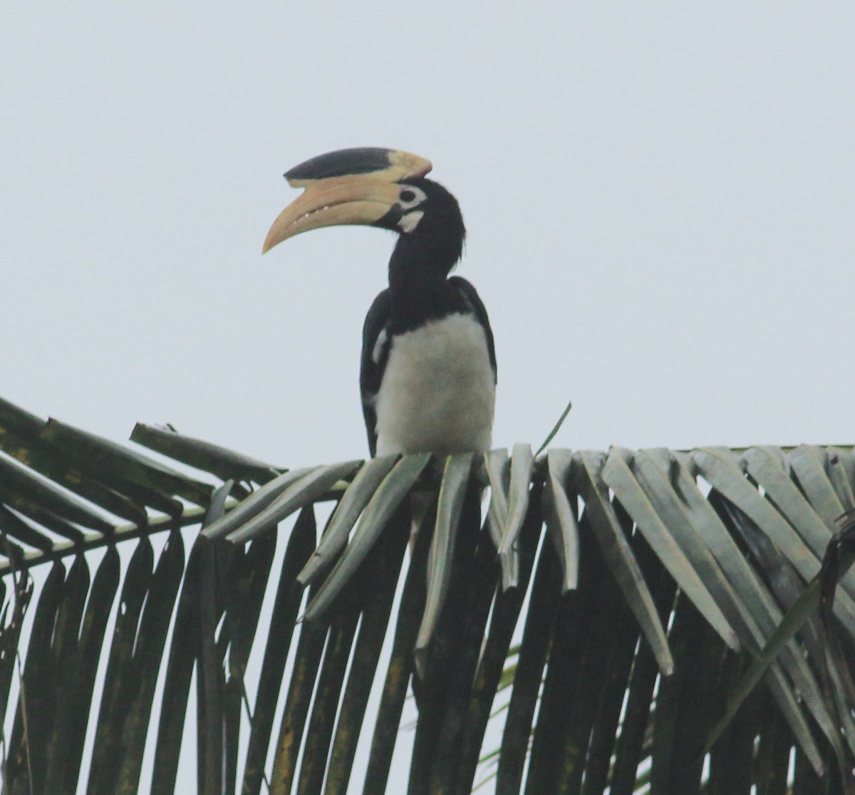 Malabar Pied-Hornbill - ML641987600