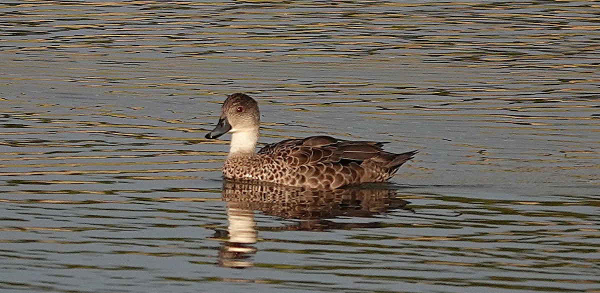 Gray Teal - ML641987604