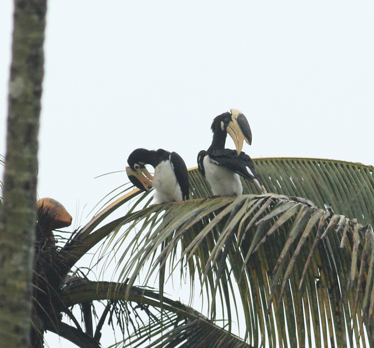 Malabar Pied-Hornbill - ML641987608