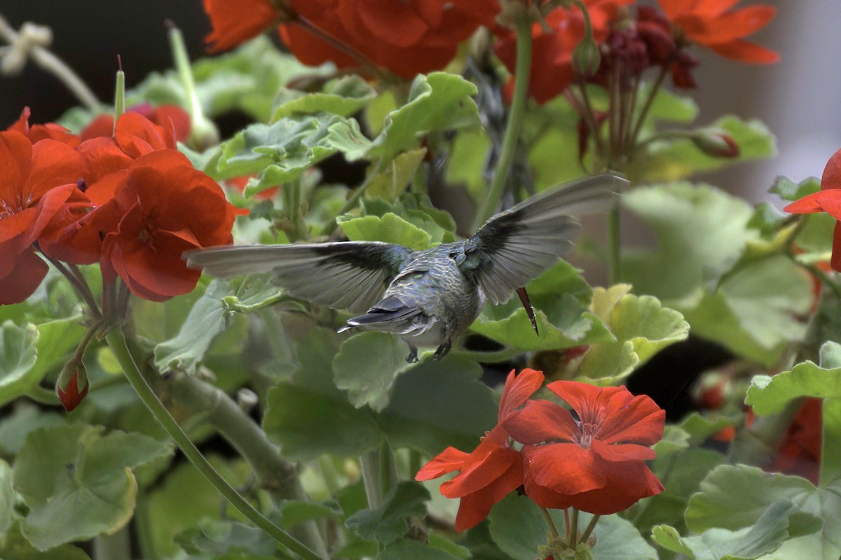 Anna's Hummingbird - ML641987610