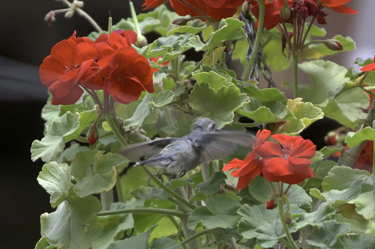 Anna's Hummingbird - ML641987611