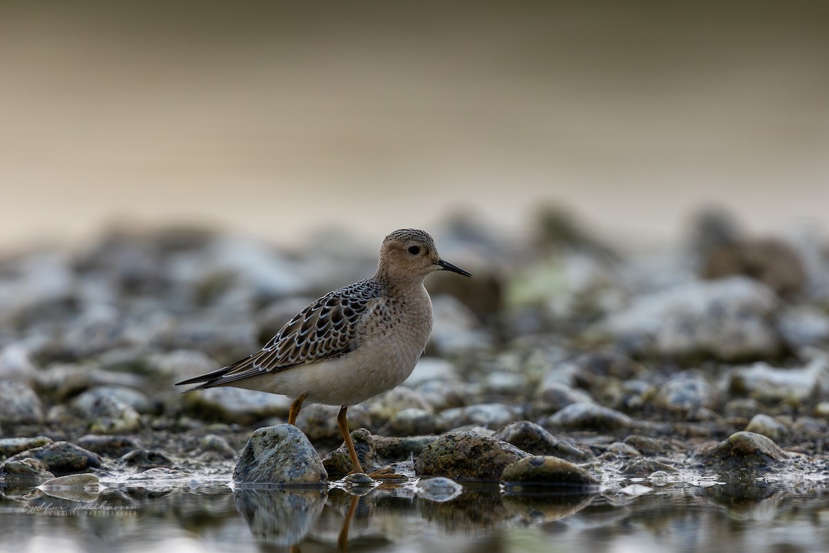 Buff-breasted Sandpiper - ML641987612
