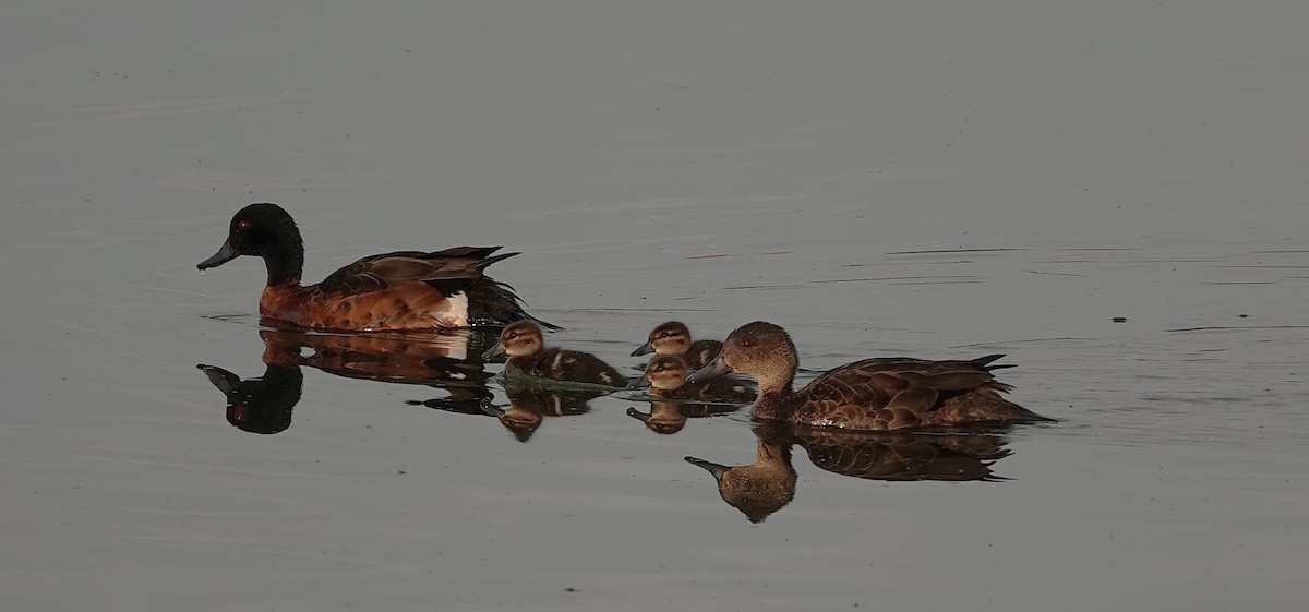 Chestnut Teal - ML641987618