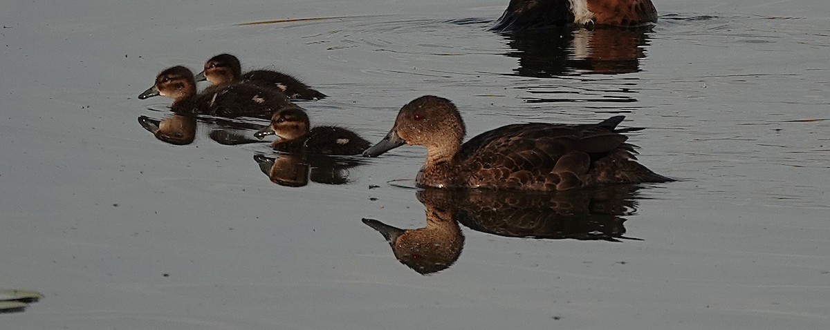 Chestnut Teal - ML641987623