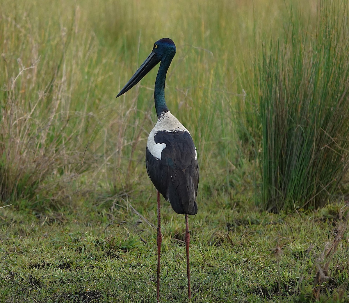 Black-necked Stork - ML641987631