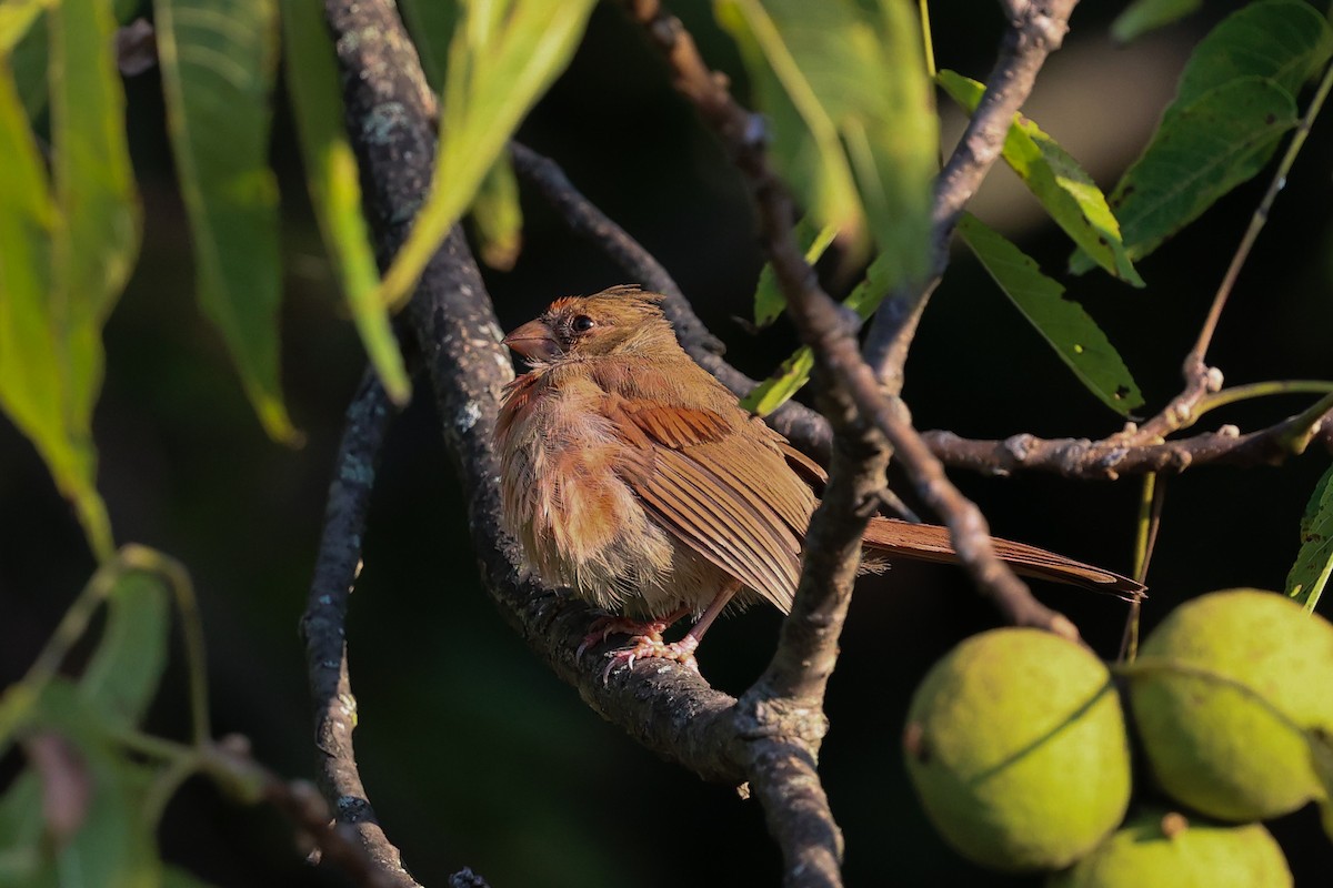 Northern Cardinal - ML641987634