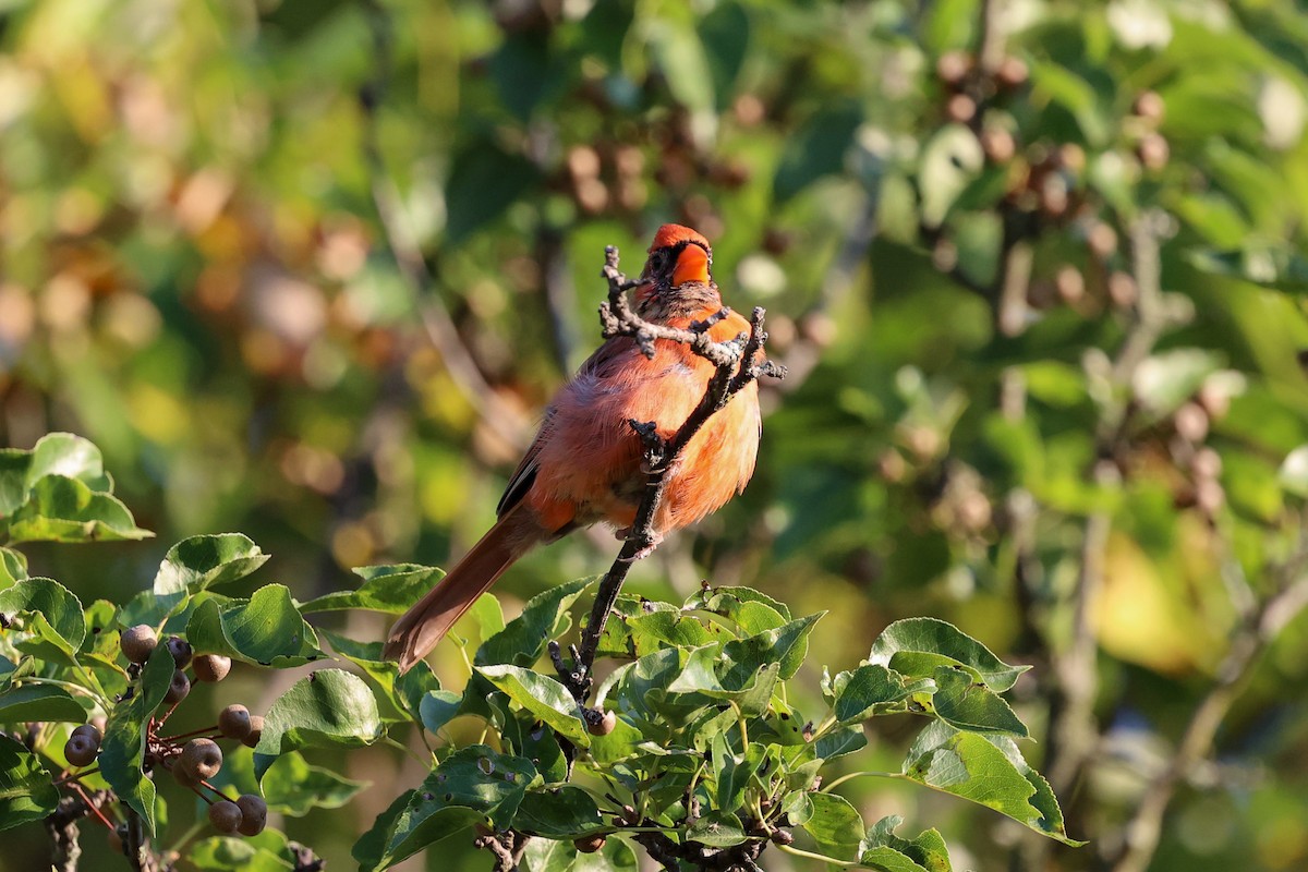 Northern Cardinal - ML641987635