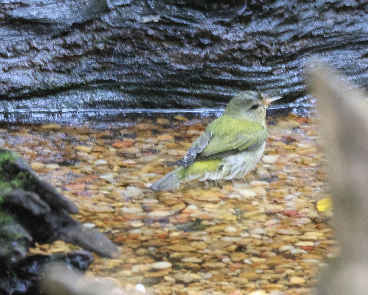 møllparula - ML641987643