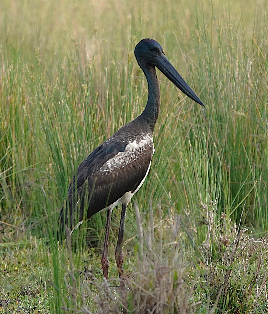 svarthalsstork - ML641987644
