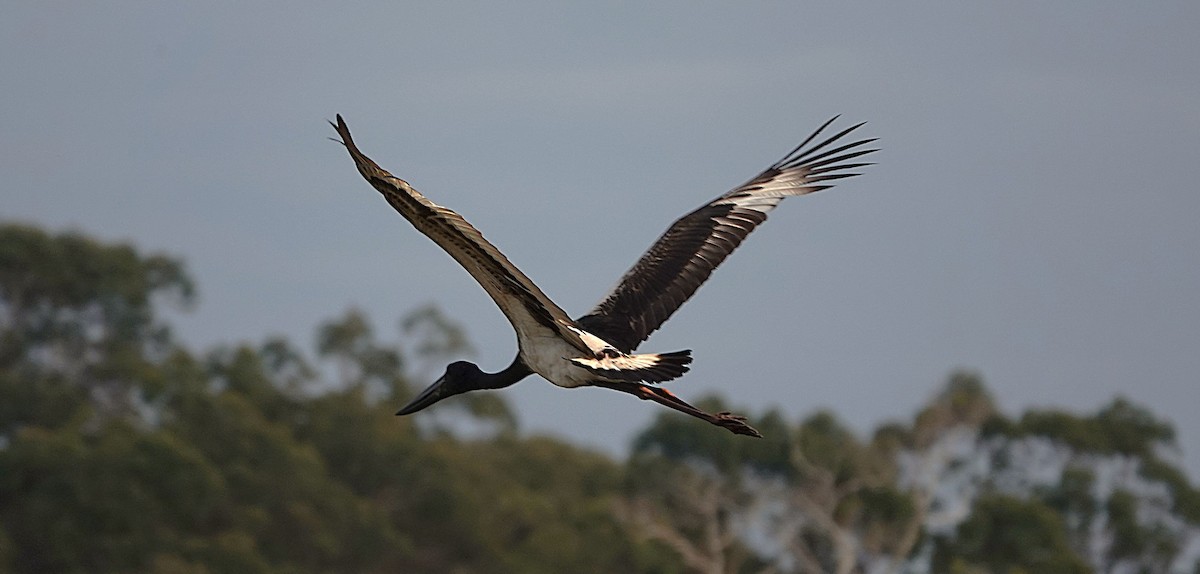 svarthalsstork - ML641987646