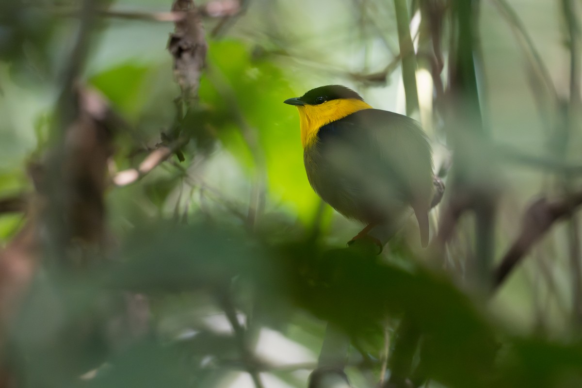 gullskjeggmanakin - ML641987658