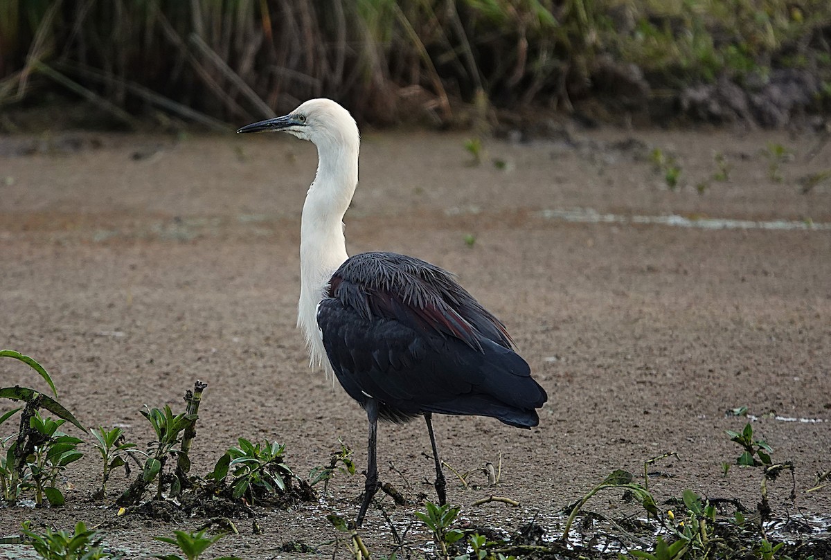 Pacific Heron - ML641987659