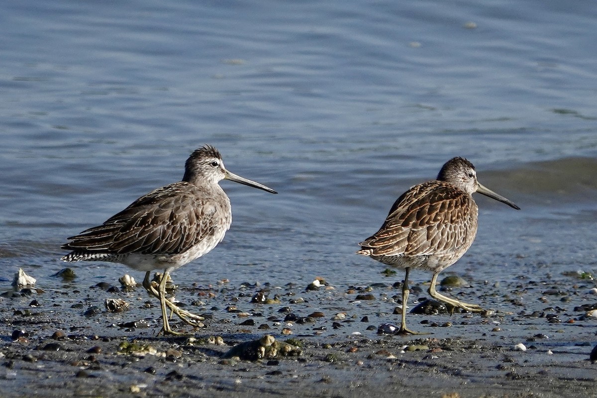 kortnebbekkasinsnipe - ML641987660
