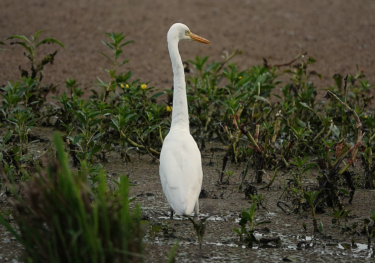 Plumed Egret - ML641987666