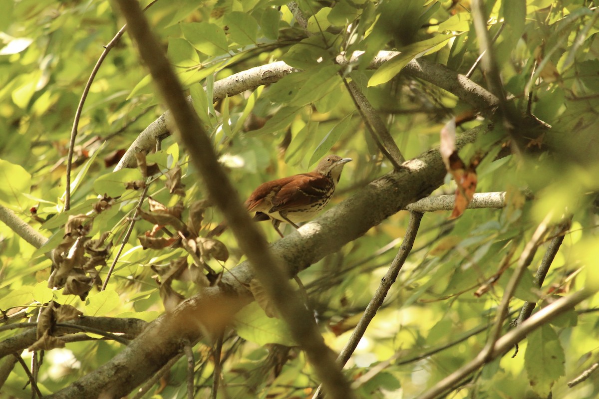 brunspottefugl - ML641987678